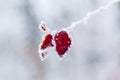 Winter leaves covered with snow and hoarfrost