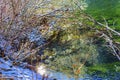 Winter Leaves Snow Ice Abstract Wenatchee River Washington