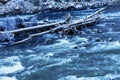 Winter Leaves Snow Ice Wenatchee River Washington