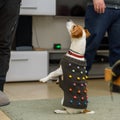 Small dog wearing a sweater playing with owner. People having fun with cute and fashionable pet in home.