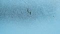 Winter light blue tinted wallpaper. A small pattern of ice crystals or frost on a window glass. Abstract Christmas or New Year Royalty Free Stock Photo