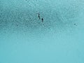 Winter light turquoise tinted background or wallpaper. A small pattern of ice crystals or frost on a window glass. Abstract Royalty Free Stock Photo