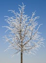 Winter lime tree Royalty Free Stock Photo