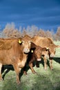 Winter Limousin Cattle