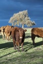 Winter Limousin Cattle Royalty Free Stock Photo