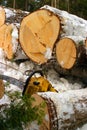 Winter logging Royalty Free Stock Photo