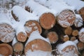 Winter logging in the forest Royalty Free Stock Photo