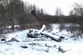 Winter logging site with cut trees in snow Royalty Free Stock Photo