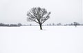 Winter lone bare tree Royalty Free Stock Photo