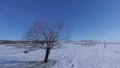 Winter. Lonely tree on an empty field Royalty Free Stock Photo