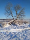 Winter lonely tree in the field Royalty Free Stock Photo
