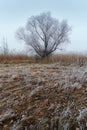 Winter lonely tree Royalty Free Stock Photo