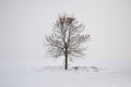 Winter lonely tree Royalty Free Stock Photo