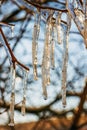 In winter, long icicles hang on the branches