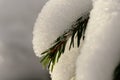 Winter with lots of snow in Russian forest