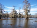 Winter in the Louisiana Bayou