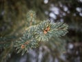 Winter macro green tree pine cones closeup landscape