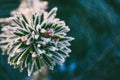 Winter macro photo spruce branch in ice crystals