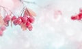 Winter magic forest tale. Red bright berries in a snowy forest. Winter and autumn concept.