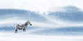 Winter magical Christmas image. Zebra on a snowy background. Snowfall. Winter fairyland. Free space for text.