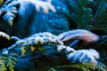 Winter magical nature. A dried herb plant covered with golden icy crystals. Texture of ice and snow.Winter landscape