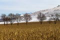 Winter Maize Field Dry Trees Snow Royalty Free Stock Photo