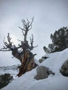 Winter majestic view of ancient desert dead gnarly pine tree, around Wasatch Front Rocky Mountains, Brighton Ski Resort, close to