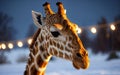 Winter Majesty Portrait of a Majestic Giraffe in the Snowy Wilderness
