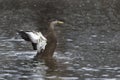 Winter male American Black Duck, Anas rubripes Royalty Free Stock Photo