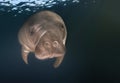 Manatee closeup portrait