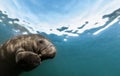 Photograph of Manatee swimming overhead