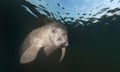 Manatee headshot