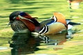 Winter - mandarin duck`s love life, Royalty Free Stock Photo