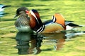 Winter - mandarin duck`s love life, Royalty Free Stock Photo