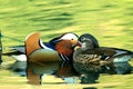 Winter - mandarin duck`s love life, Royalty Free Stock Photo