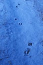 Snowy Path with Deer Prints Royalty Free Stock Photo