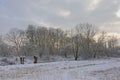 Winter marsh landscape covered in snow with bare trees on a cloudy evening sky Royalty Free Stock Photo