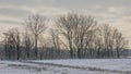 Winter marsh landscape covered in snow with bare trees on a cloudy evening sky Royalty Free Stock Photo