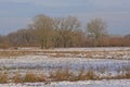 Winter marsh landscape covered in snow with bare willows and other trees on a cold winter day Royalty Free Stock Photo