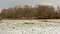 Winter in the marshland sof bourgoyen nature reserve Royalty Free Stock Photo