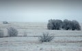 Winter Meadow with Trees Royalty Free Stock Photo