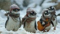 Winter Melody: Penguins in Scarves Jamming Royalty Free Stock Photo