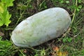 Winter melon