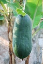 Winter melon