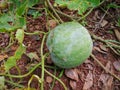 The winter melon, also known as ash gourd,white gourd, winter gourd, tallow gourd, kundur and Chinese preserving melon.