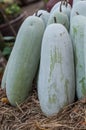 Winter melon (Benincasa hispida) Royalty Free Stock Photo