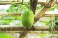 Winter Melon or Chal Kumro Chash Royalty Free Stock Photo