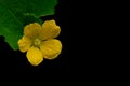 Winter melon flower with leaf. Royalty Free Stock Photo