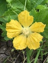 Winter melon flower Royalty Free Stock Photo