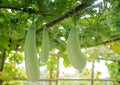 Winter melon and squash hanging on tructure Royalty Free Stock Photo